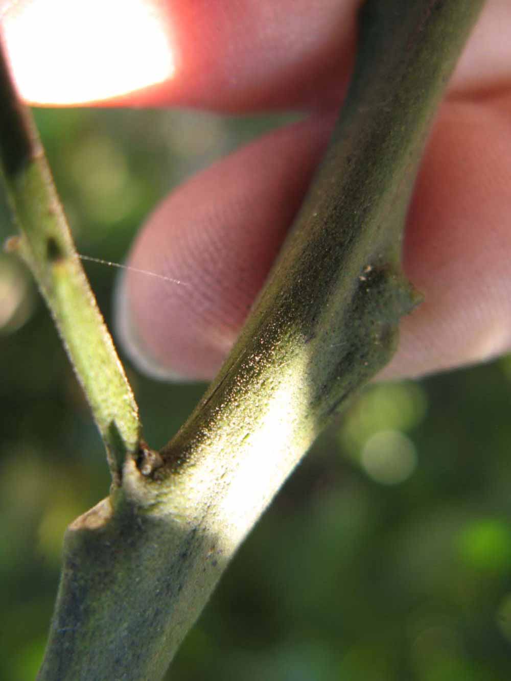                  First year twig   (Winter Haven, FL)       